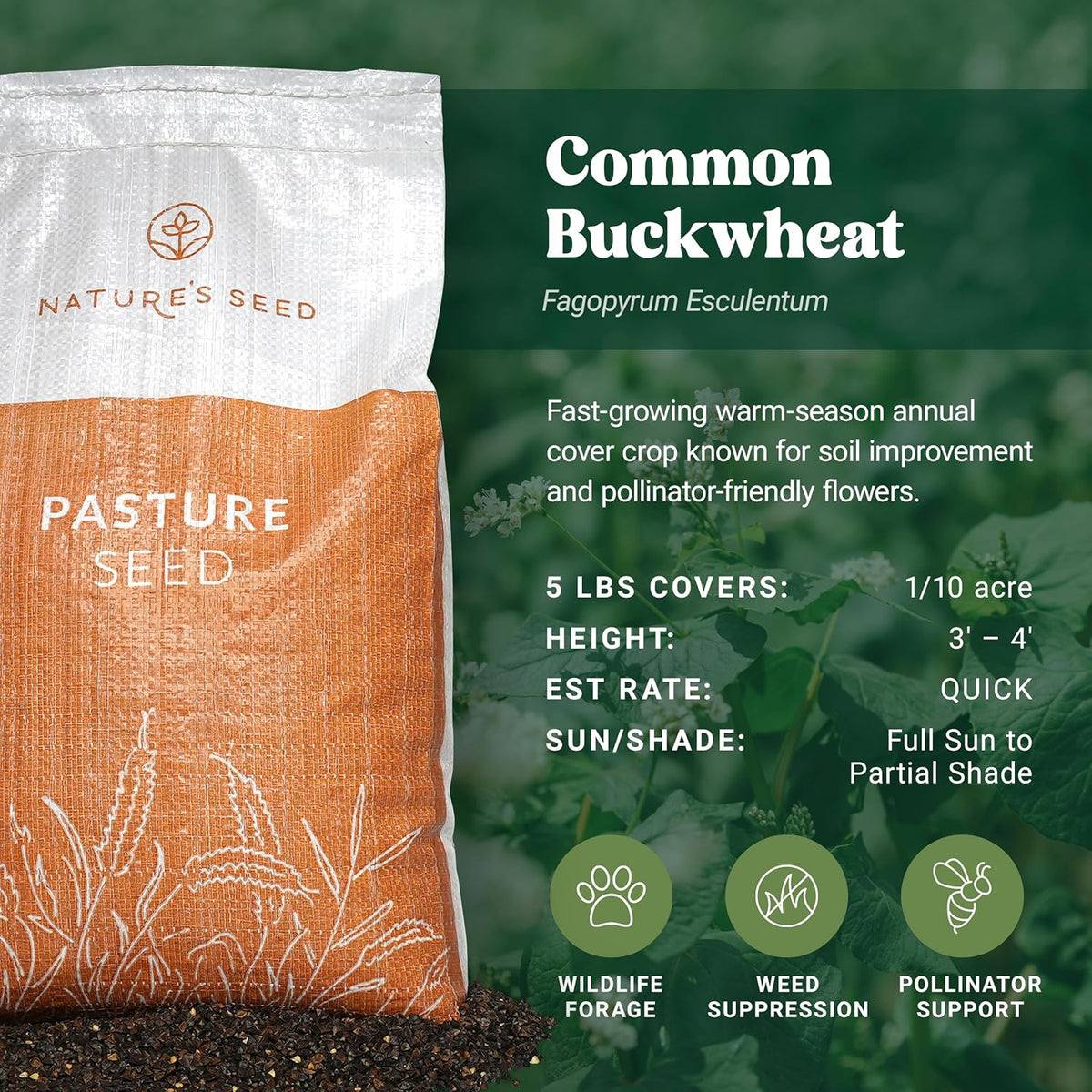 Nature’s Seed Common Buckwheat Seeds for Planting, Wildlife Food Plot, Cover Crop, Green Manure, Pasture, 5 Lbs
