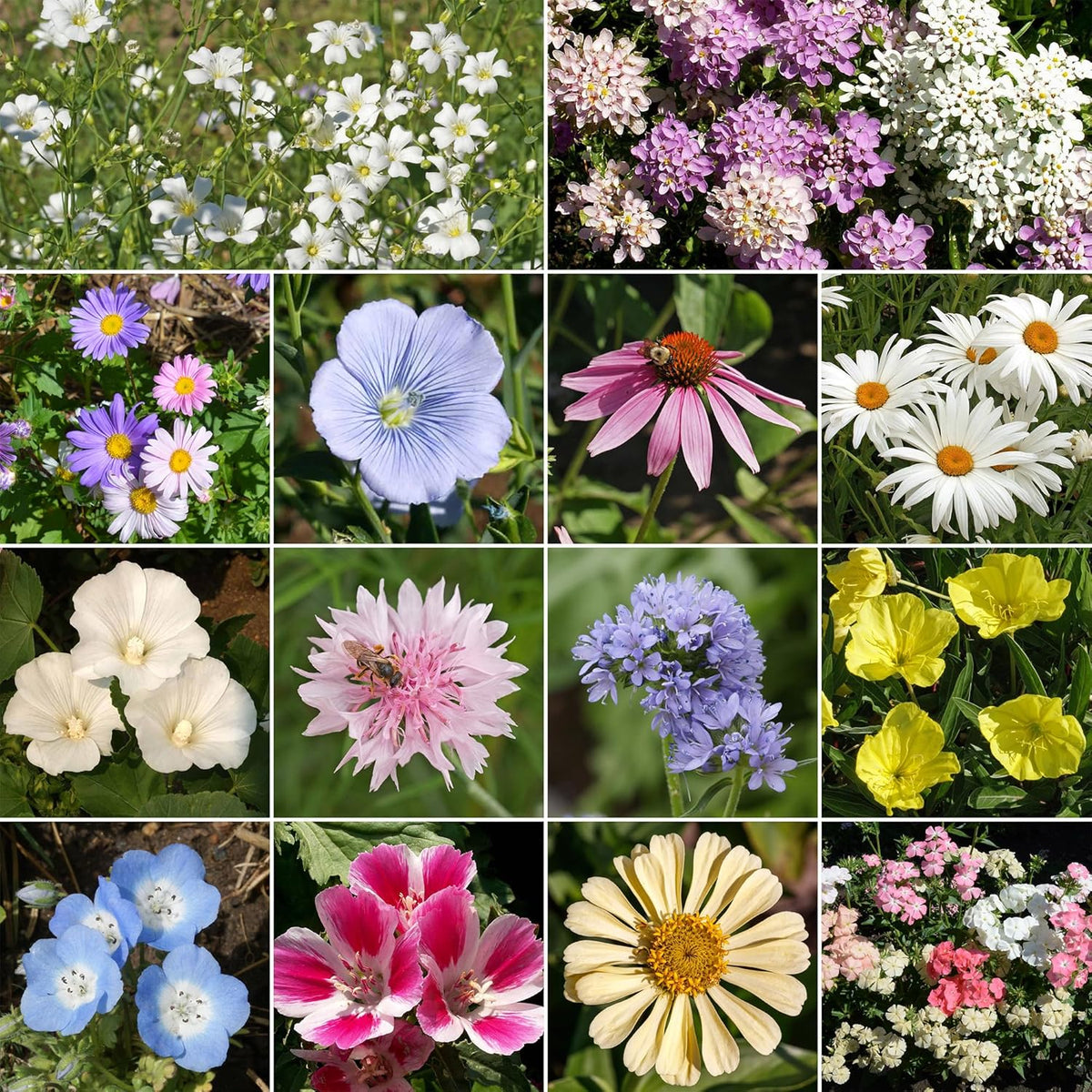 Ferry-Morse Pastel Color Mix Bulk Flower Seeds, 1lb