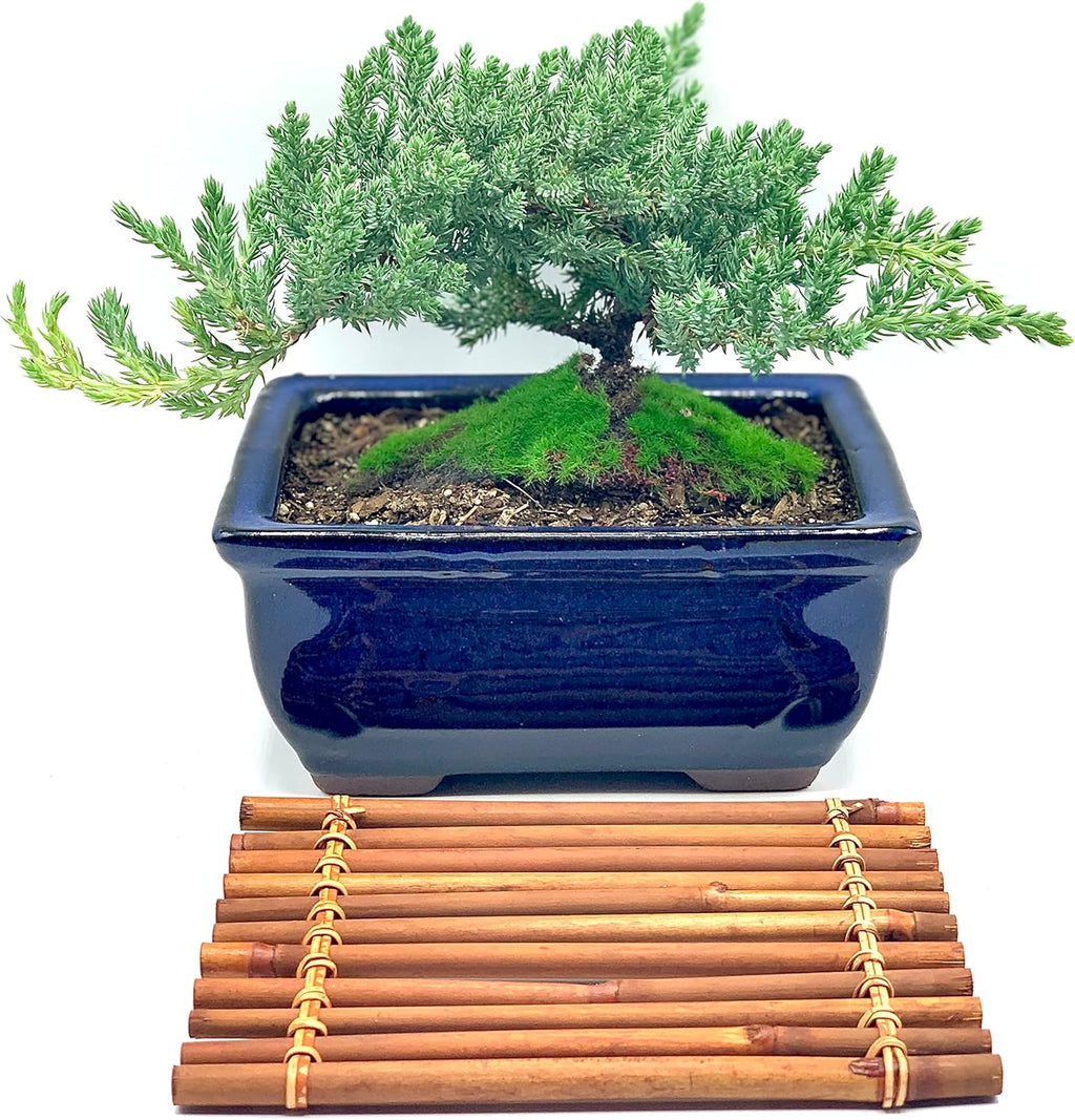 Live Dwarf Juniper Bonsai Tree 7 Year Old with Hand-Made Bamboo Stand | Juniper or Jade Bonsai Tree | Indoor/Outdoor | 100% Handcrafted| Home and Office Décor | Best Gift for Holiday