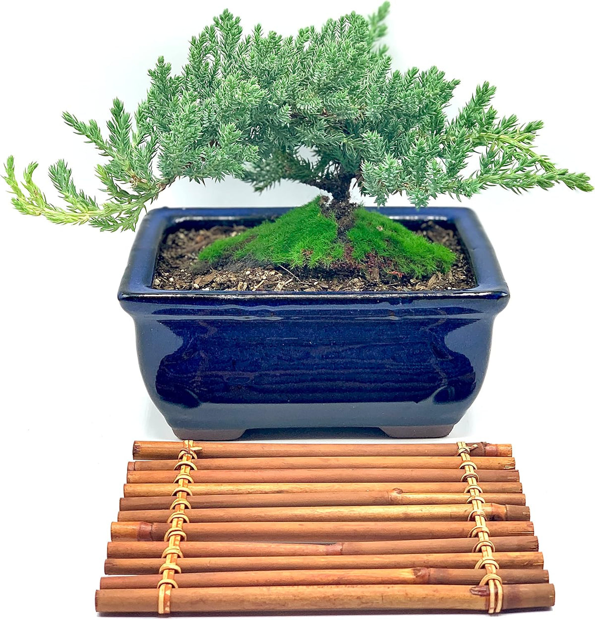 Live Dwarf Juniper Bonsai Tree 7 Year Old with Hand-Made Bamboo Stand | Juniper or Jade Bonsai Tree | Indoor/Outdoor | 100% Handcrafted| Home and Office Décor | Best Gift for Holiday