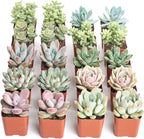 Shop Succulents Pastel Succulent Plant Pack Bulk Collection - Live Mini Succulent Plants, Low Maintenance, Bright & Serene Colors & Textures - Wedding and Party Favors, Gift & Garden, Pack of 16