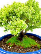 Live Dwarf Juniper Bonsai Tree Small | Indoor/Outdoor | 100% Handcrafted| Home and Office Décor | Best Gift for Holiday