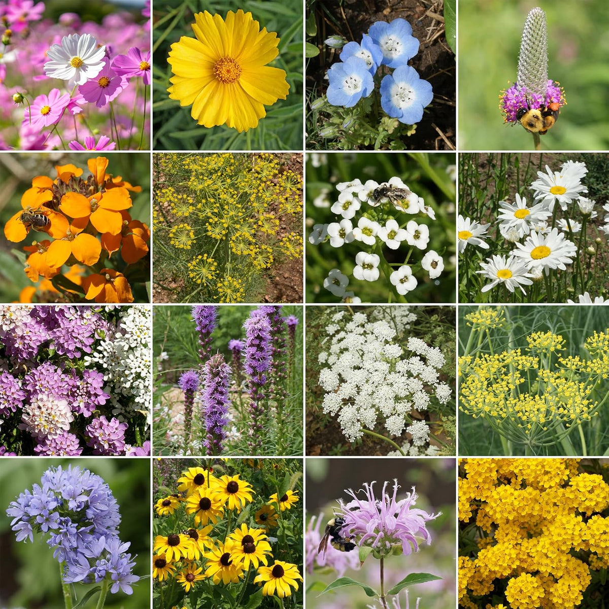 Ferry-Morse Beneficial Bug Mix Bulk Wildflower Seeds, 1lb