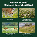Nature’s Seed Common Buckwheat Seeds for Planting, Wildlife Food Plot, Cover Crop, Green Manure, Pasture, 5 Lbs