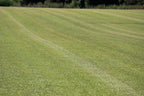 Centipede Grass Seed 5 Pound