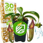 Miranda Carnivorous Pitcher Plant - Nepenthes Miranda - Wellspring Gardens Starter Plant - Unique & Exotic Tropical for Indoor/Outdoor Growing & Planting - Easy to Grow, Great for Nature Lovers