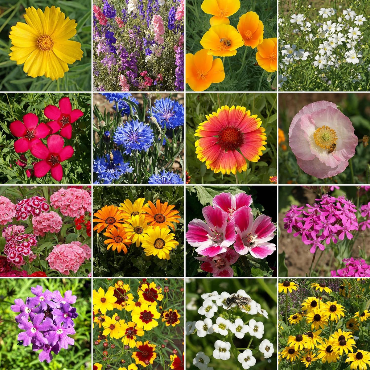 Ferry-Morse Knee-High Mix Bulk Wildflower Seeds, 1lb