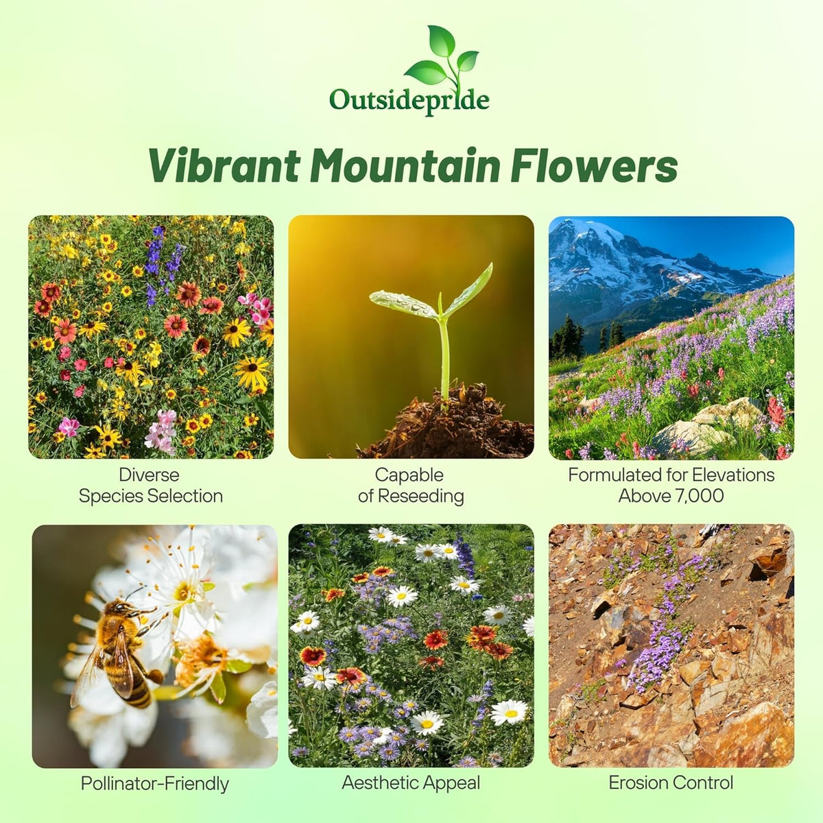 Outsidepride Mountain Wild Flower Seed Mix - 1/4 lb Premium Blend of Annual & Perennial Wildflower Seeds for High-Elevation, USDA Zones 3-8, Ideal for Mountain Gardens, Low-Maintenance & Easy to Grow