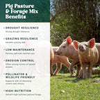 Nature’s Seed Pig Forage Mix, Pasture Grass Seed Blend, Wildlife Food Plot for Deer, Elk and More, 10 lbs