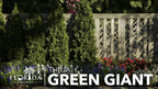 Thuja Green Giant | 40 Live Trees | Thuja standishii x plicata | Fast Growing Privacy Screen | Evergreen Landscape Plants for Borders