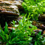 Ultum Nature Systems Live Tissue Culture - Purple Bacopa (Bacopa salzmannii) - Moderate - Moderate to High Light - Purple and Violet Accent - Midground - 100% Snail Free Grown in-Vitro - Regular Cup