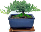 Live Dwarf Juniper Bonsai Tree 7 Year Old with Hand-Made Bamboo Stand | Juniper or Jade Bonsai Tree | Indoor/Outdoor | 100% Handcrafted| Home and Office Décor | Best Gift for Holiday