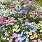 Ferry-Morse Pastel Color Mix Bulk Flower Seeds, 1lb