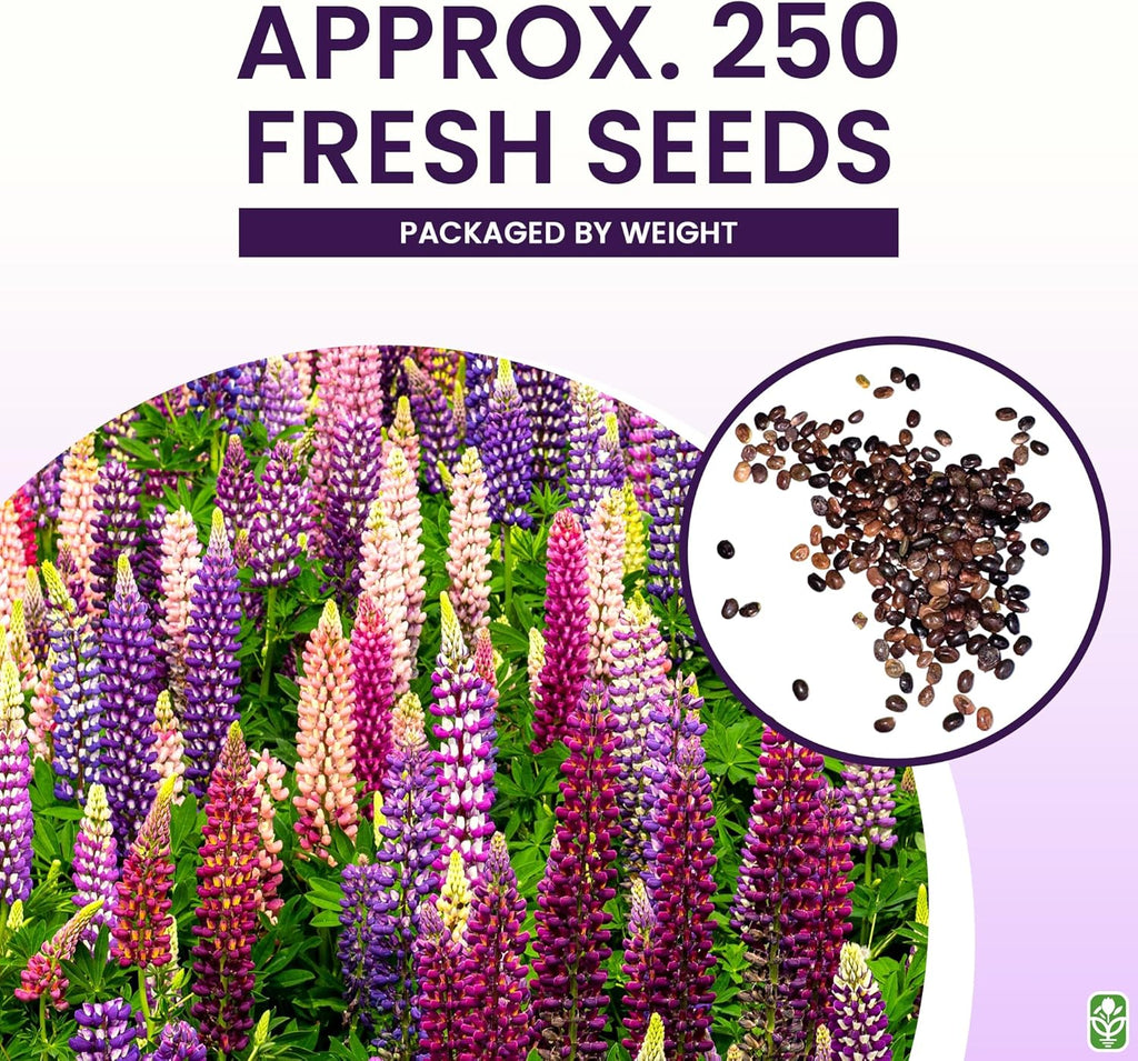 Russell Lupine Seeds Perennial - Grows 40" Tall - Perennial Wildflowers for Winter & Fall Planting - Grown in The USA - 100 Mixed Russell Lupine Seeds for Planting
