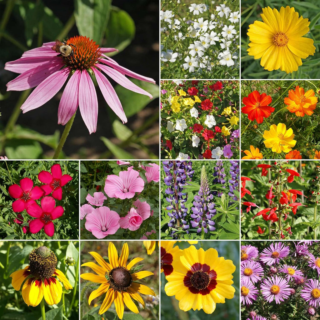 Ferry-Morse Southeast Mix Bulk Wildflower Seeds, 1lb