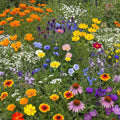 Ferry-Morse Dry Climate Mix Bulk Wildflower Seeds, 1lb
