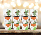 BUZZY Seeds Radiant Collection Grow Kits, 12-Pack Mini Terracotta Pots with Aloe, Christmas Basil, and Spruce Seed Packs,All-in-One Starter Set for All Ages, Gardening Gifts, Stocking Stuffers