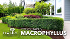 Podocarpus Macrophyllus Japanese Yew | 20 Live Plants | Podocarpus macrophyllus | Privacy Hedge Shrub | Evergreen Landscaping Plants for Gardens & Borders