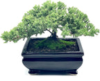 Live Dwarf Juniper Bonsai Tree | Indoor/Outdoor | 100% Handcrafted| Home and Office Décor | Best Gift for Holiday (L)