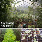 Watermelon Garden Seeds - Jubilee - 1 Lbs - Non-GMO, Heirloom Vegetable Gardening Fruit Melon Seeds