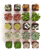 Shop Succulents Premium Live Mini Cactus and Succulent Plants in 2" Pots, Easy Care Indoor or Outdoor Gardening, Terrariums, Favors, & Contemporary Spaces with Hardy, Resilient Varieties, Pack of 256