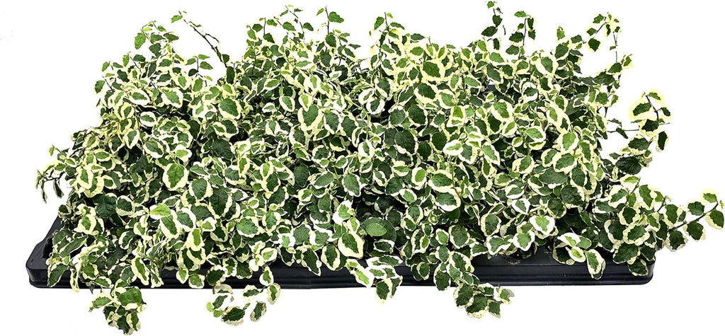 Variegated Creeping Fig Vine - Ficus Pumila Variegata - 10 Live Fully Rooted 2 Inch Plants - Climbing Ivy