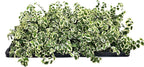 Variegated Creeping Fig Vine - Ficus Pumila Variegata - 10 Live Fully Rooted 2 Inch Plants - Climbing Ivy