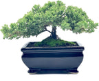 Live Dwarf Juniper Bonsai Tree | Indoor/Outdoor | 100% Handcrafted| Home and Office Décor | Best Gift for Holiday (L)
