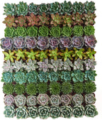 Shop Succulents Rosette Succulent Plant Pack Collection - Live Mini Succulent Plants, Low Maintenance, Floral Shaped Mix of Colors & Textures - Wedding and Party Favors, Gift & Garden, Pack of 32