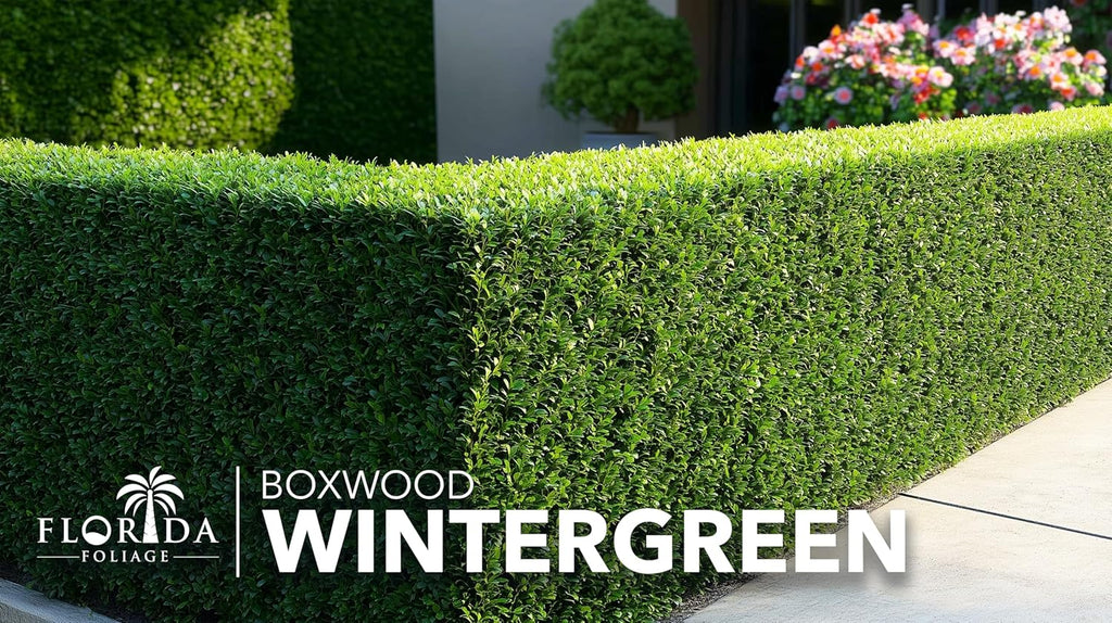 Wintergreen Boxwood | 30 Live Plants | Buxus Microphylla | Evergreen Shrub, Dense Foliage, Formal Garden, Low Maintenance, Privacy Hedge, Year-Round Interest, Landscaping Shrub