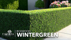 Wintergreen Boxwood | 30 Live Plants | Buxus Microphylla | Evergreen Shrub, Dense Foliage, Formal Garden, Low Maintenance, Privacy Hedge, Year-Round Interest, Landscaping Shrub
