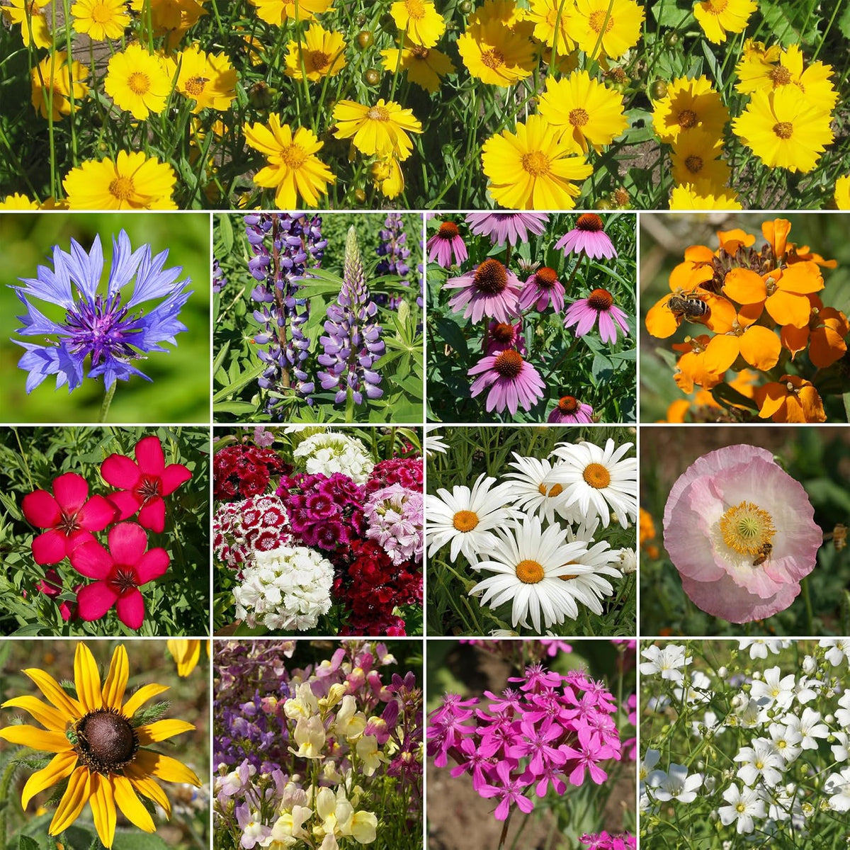 Ferry-Morse Northeast Mix Bulk Wildflower Seeds, 1lb