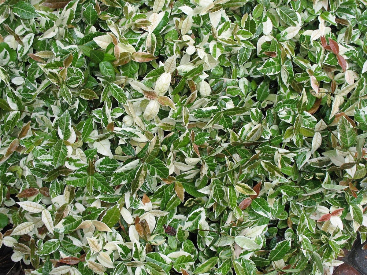 Variegated Asiatic Jasmine | 10 Live 4 Inch Plants | Trachelospermum Asiaticum | Fast Growing Ground Cover, Evergreen Foliage, Low Maintenance Vine, Landscaping Shrub, Drought Tolerant Plant