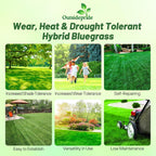 Outsidepride SPF-30 Hybrid Bluegrass Seeds - 5 lbs. Heat & Drought Tolerant, Texas Bluegrass & Kentucky Bluegrass Seed Mix for Challenging Climates, OptiGrowth Coated for Better Establishment