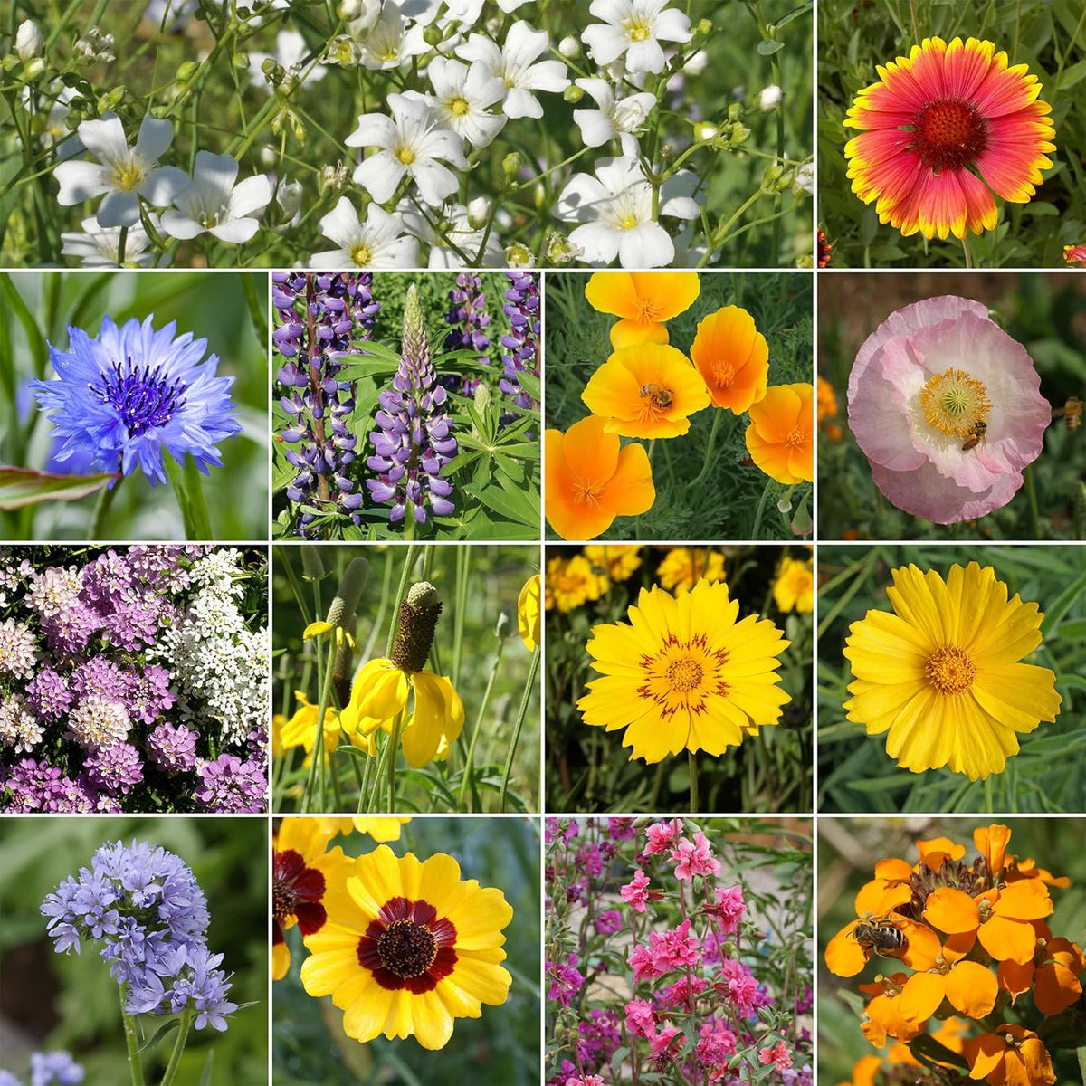 Ferry-Morse Colorado Western Mix Bulk Wildflower Seeds, 1lb
