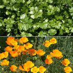 Ferry-Morse Beneficial Bug Mix Bulk Wildflower Seeds, 1lb