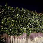 Night Blooming Jasmine Live Plant - Cestrum Nocturnum. Fragrant Flowering Shrub for Garden, Patio or Window (4 ngt.jas Cups)