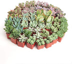 Shop Succulents Assorted Succulent Plant Pack Collection - Live Mini Succulent Plants, Low Maintenance, Mixture of Colors & Textures - Wedding and Party Favors, Gift & Garden, Pack of 256