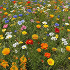 Ferry-Morse Dwarf Rainbow Colors Mix Bulk Wildflower Seeds, 1lb