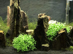 BEGONDIS Aquarium Decorations Fish Tank Artificial Green Water Plants Made of Soft Plastic, Safe for All Fish & Pets (Style-3)