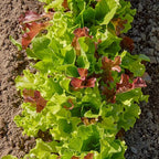 Burpee 'Gourmet Blend' Lettuce Seeds - 680mg Non-GMO Seed Packet for Home Gardening - Fast Growing Mixed Lettuce, Colorful Loose Leaf Variety, Heat Tolerant (Gourmet Blend Lettuce Seeds)