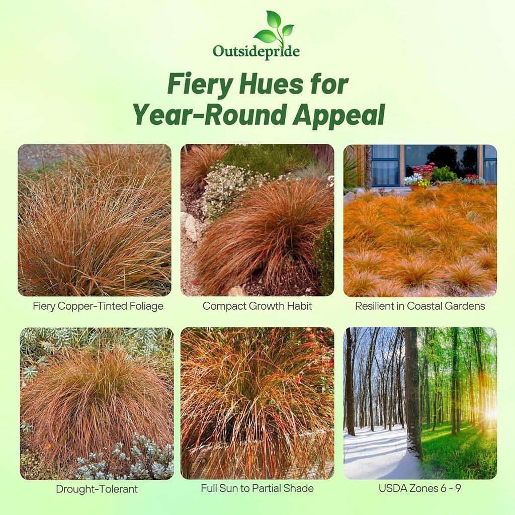 Outsidepride Carex Prairie Fire Ornamental Grass Seed – 200 Pcs. Perennial, Low-Maintenance, Drought-Tolerant Grass Seeds with Low Growing Foliage for Borders, Ground Covers, & Outdoor Living Spaces