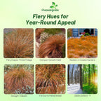 Outsidepride Carex Prairie Fire Ornamental Grass Seed – 200 Pcs. Perennial, Low-Maintenance, Drought-Tolerant Grass Seeds with Low Growing Foliage for Borders, Ground Covers, & Outdoor Living Spaces