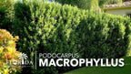 Podocarpus Macrophyllus Japanese Yew | 20 Live Plants | Podocarpus macrophyllus | Privacy Hedge Shrub | Evergreen Landscaping Plants for Gardens & Borders