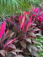 Cordyline Fruticosa, Red Sister, Ti Plant, Live Plant 25-30 in. Tall in Grower Pot by Nature's Way Farms