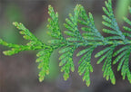 Two Pack of Green Giant Arborvitae Trees - Fast Growing Evergreen - 2 Live Plants Shipped 1 to 2 Feet Tall by DAS Farms (No California)