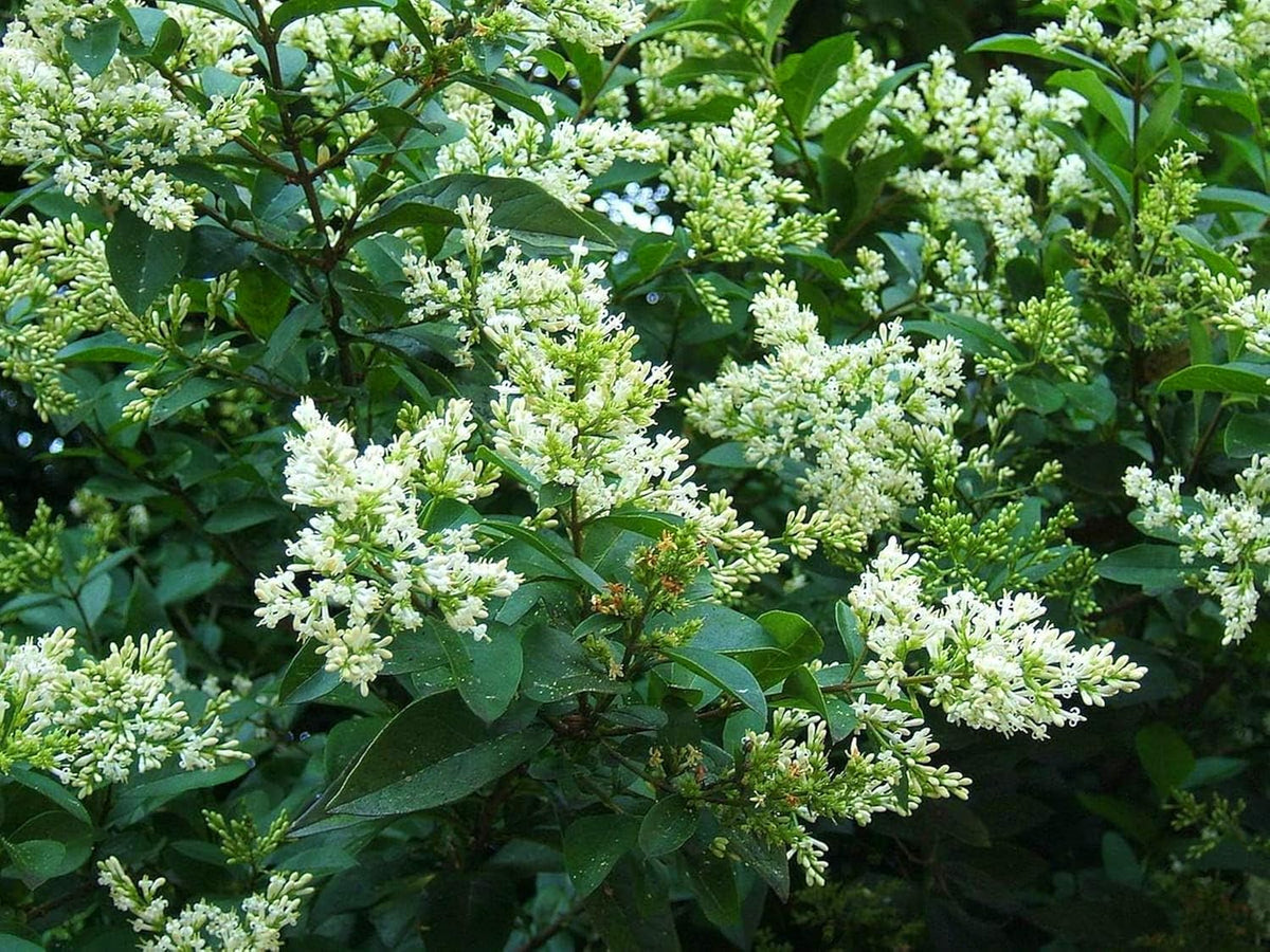 Curled Leaf Privet - Ligustrum Japonicum Recurvifolium - 30 Live Plants - Evergreen Flowering Privacy Hedge