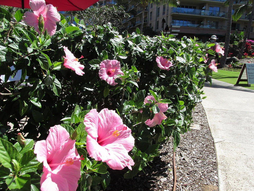 Pink Hibiscus. rosa-sinensis. Live Plant - Tropical Blooming Hibiscus, Pretty Flowers, Used in Tea and Juice (4 Pink Hibiscus Cups)