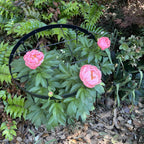 Goooxim Large Peony Cage & Plant Support Ring, 18.9" x 23.6" Round Metal Flower Stakes