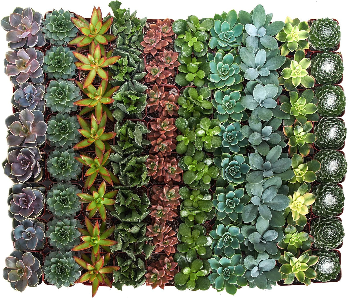 Shop Succulents Assorted Succulent Plant Pack Bulk Collection - Live Mini Succulent Plants, Low Maintenance, Mixture of Colors & Textures - Wedding and Party Favors, Gift & Garden, Pack of 32